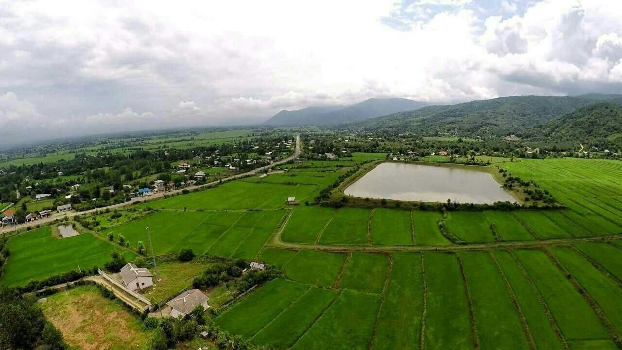 نمای شالیزار در روستا
