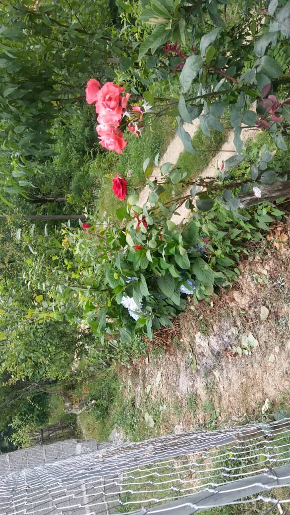فضای سبز ویلا