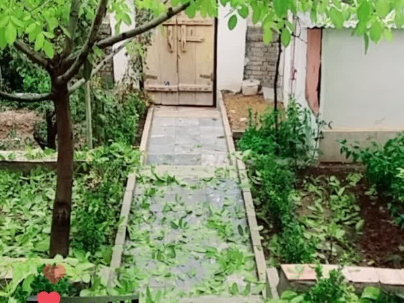 حیاط سر سبز و زیبا