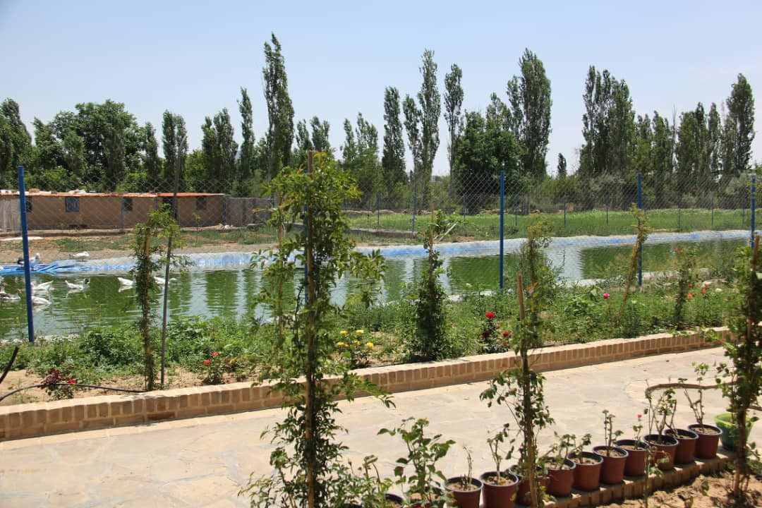 حیاط