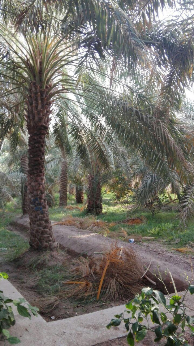محوطه اطراف اقامتگاه