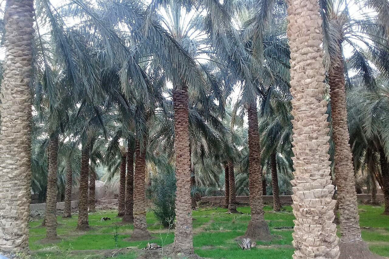 حیاط
