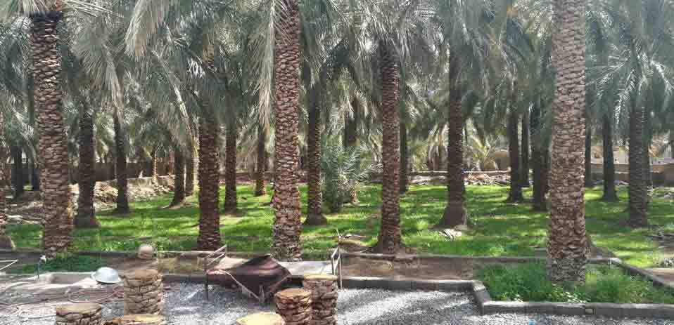 حیاط
