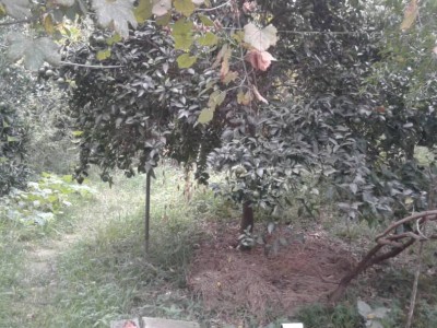 خونه باغ با حیاطی سرسبز