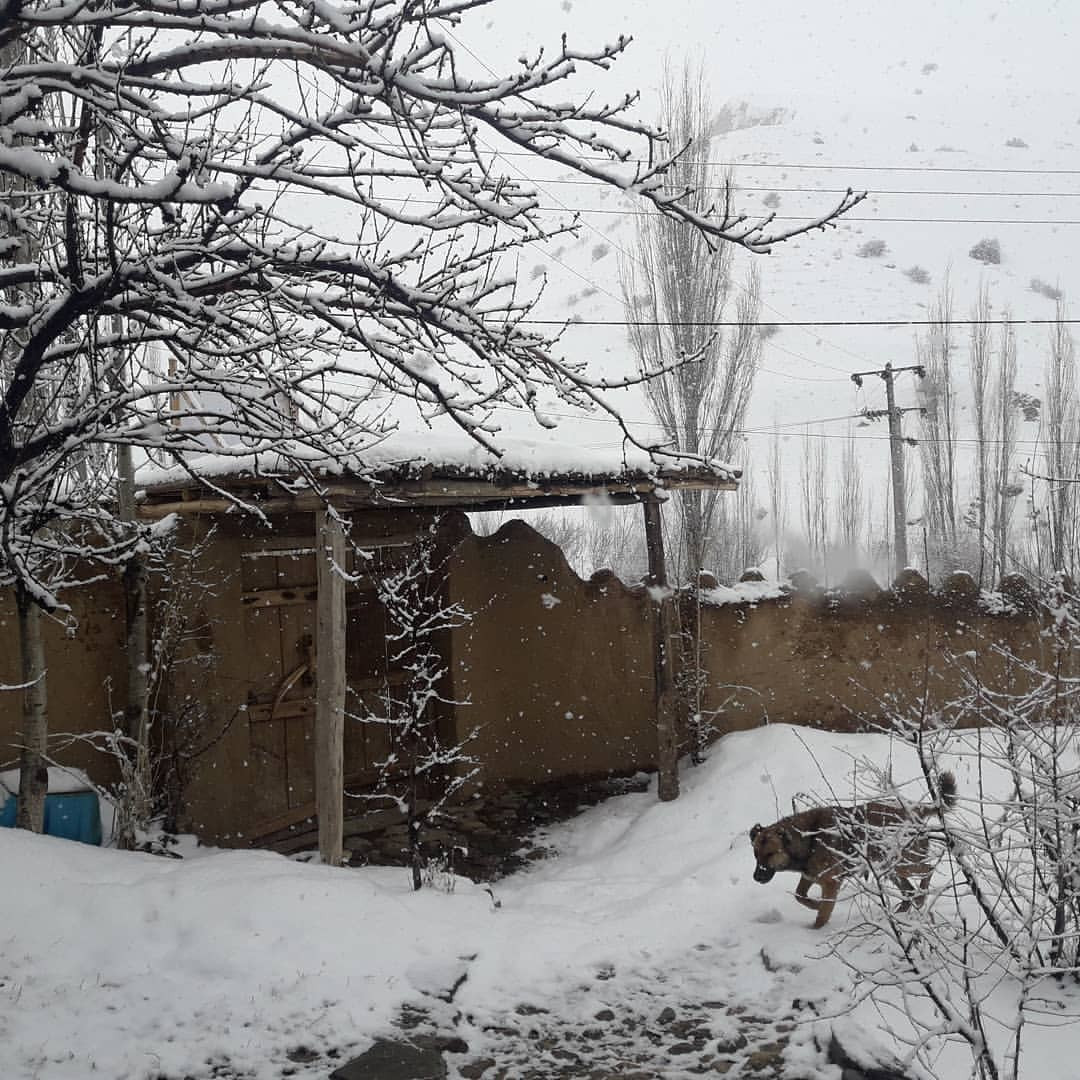 حیاط
