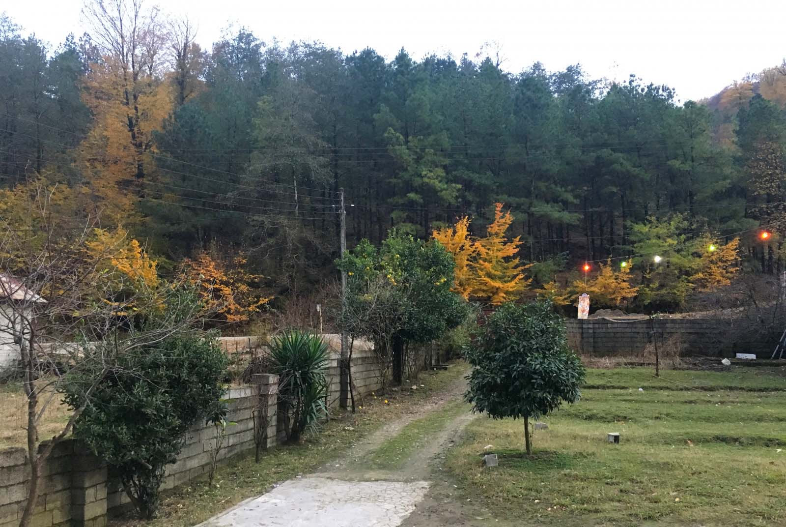 حیاط در فصل پاییز