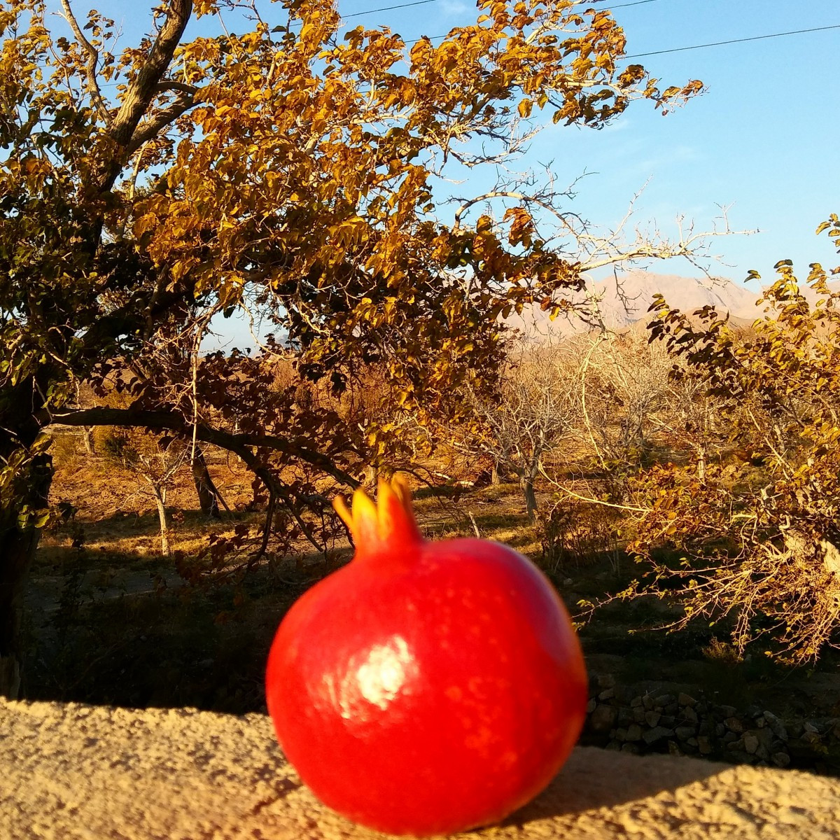 محوطه