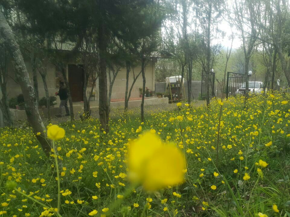 نمای حیاط
