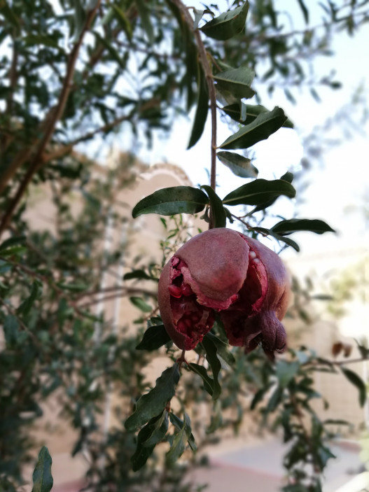 محوطه
