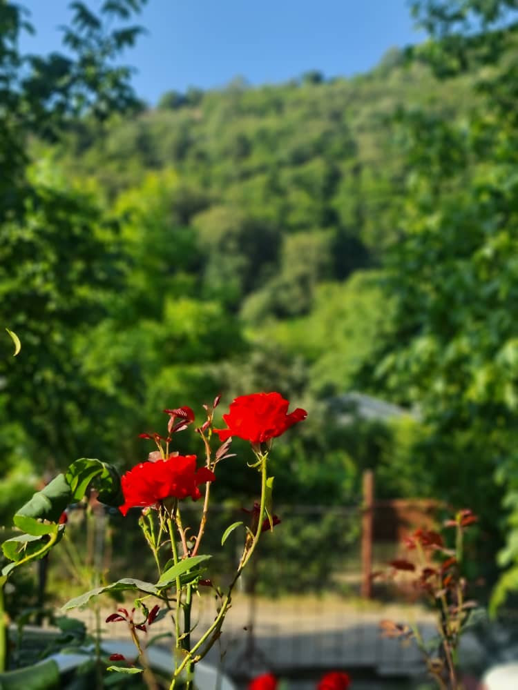 عکس ارسالی میهمانان عکس ارسالی میهمانان