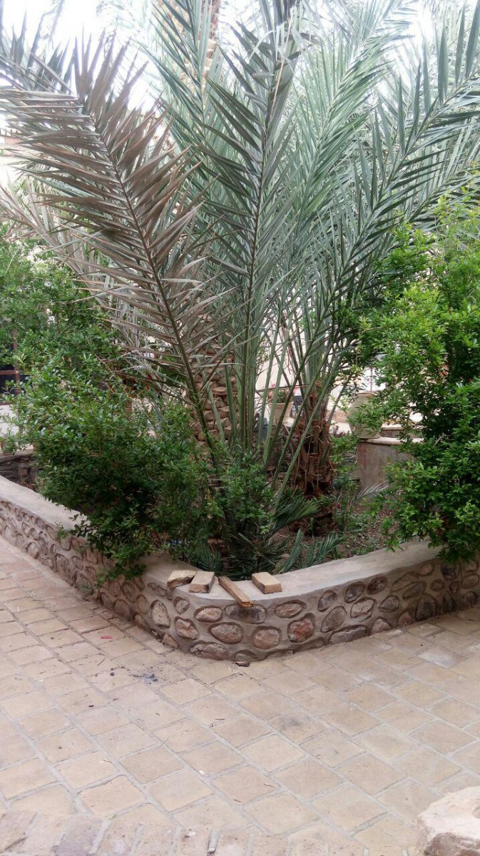 حیاط