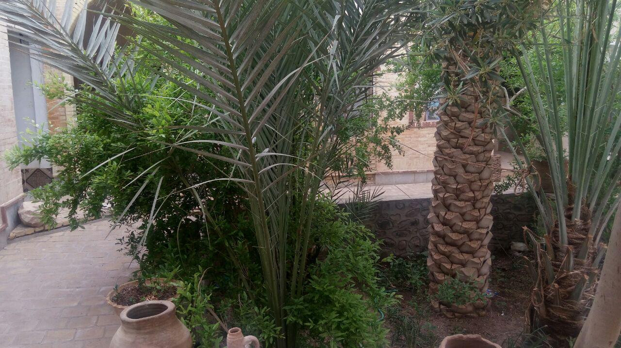 حیاط