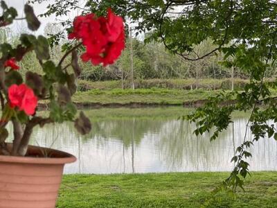 ویلا روستایی سنتی دو درخت