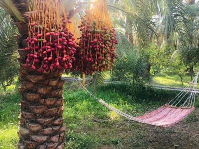 اقامتگاه بومگردی "ترنج بم" اتاق شب بو