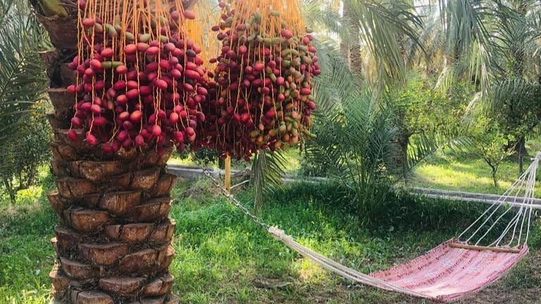 حیاط