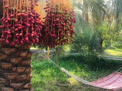 اقامتگاه بومگردی "ترنج بم" اتاق گلبهار