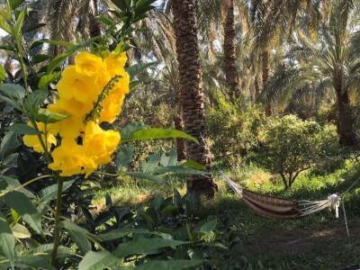 اقامتگاه بومگردی "ترنج بم" اتاق نخل