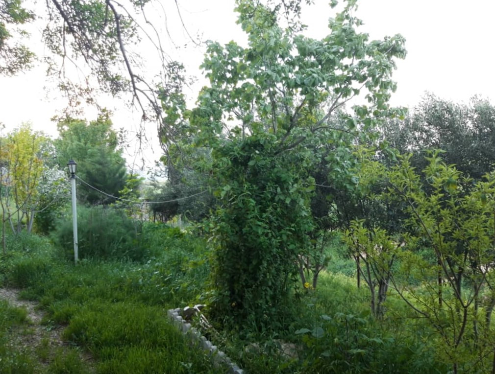 باغچه حیاط پایین