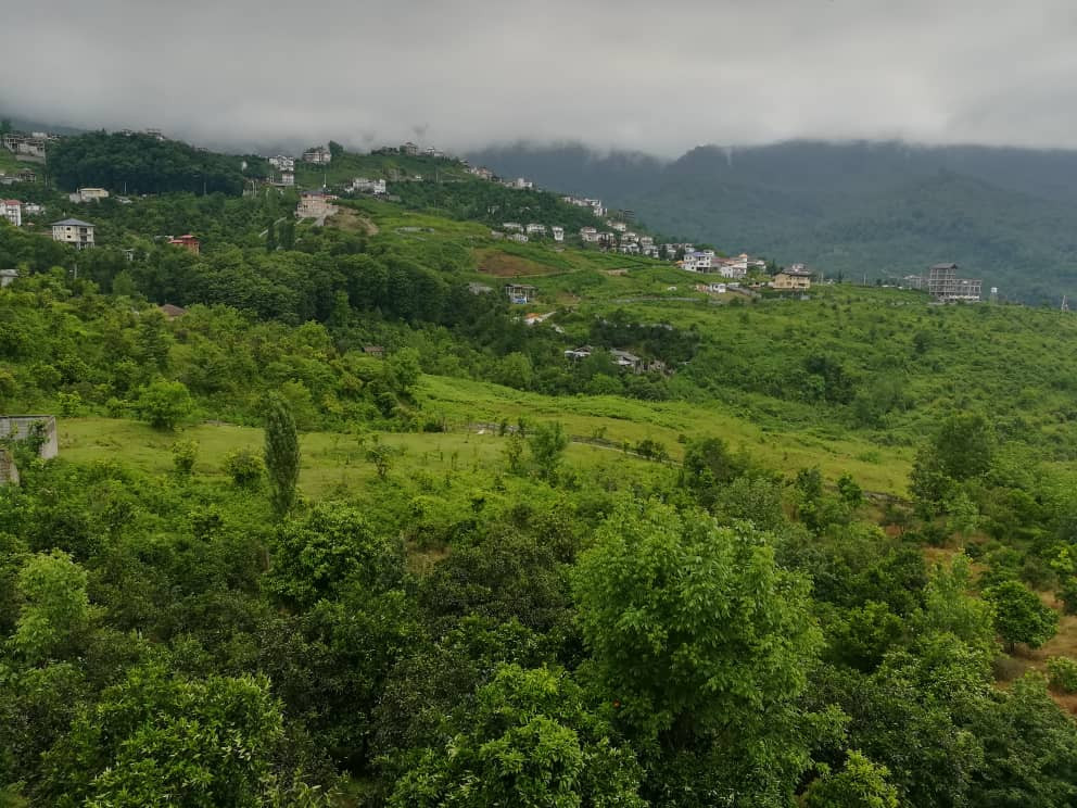 تراس با ویو جنگل