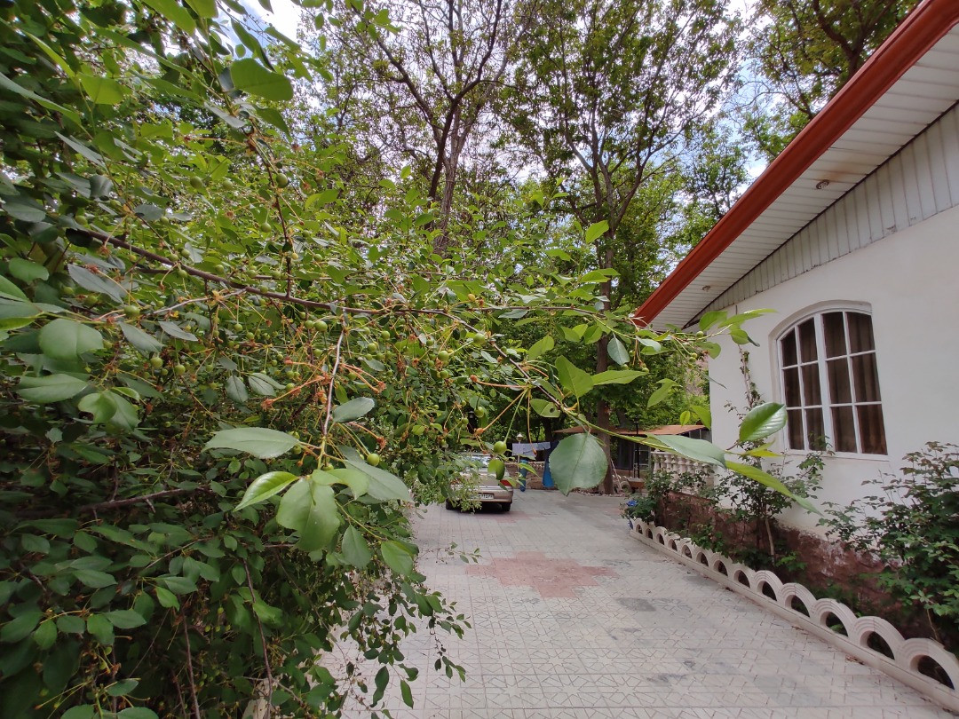 حیاط