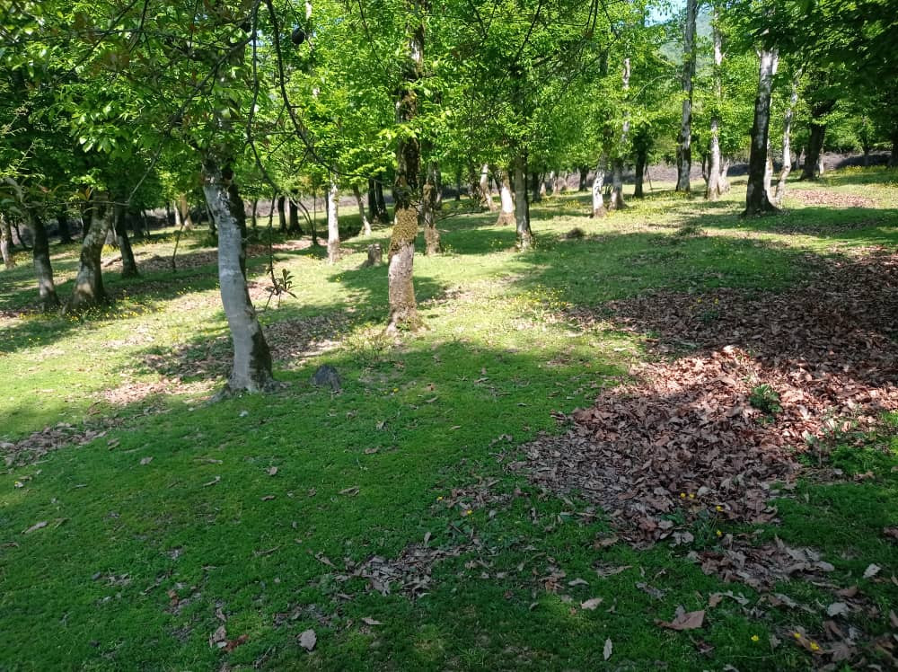 محوطه اقامتگاه محوطه اقامتگاه