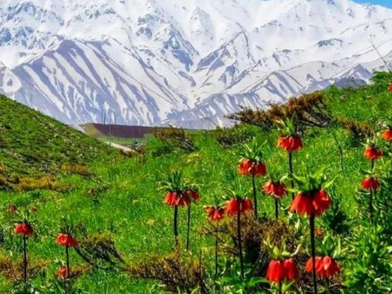 قالی کوه