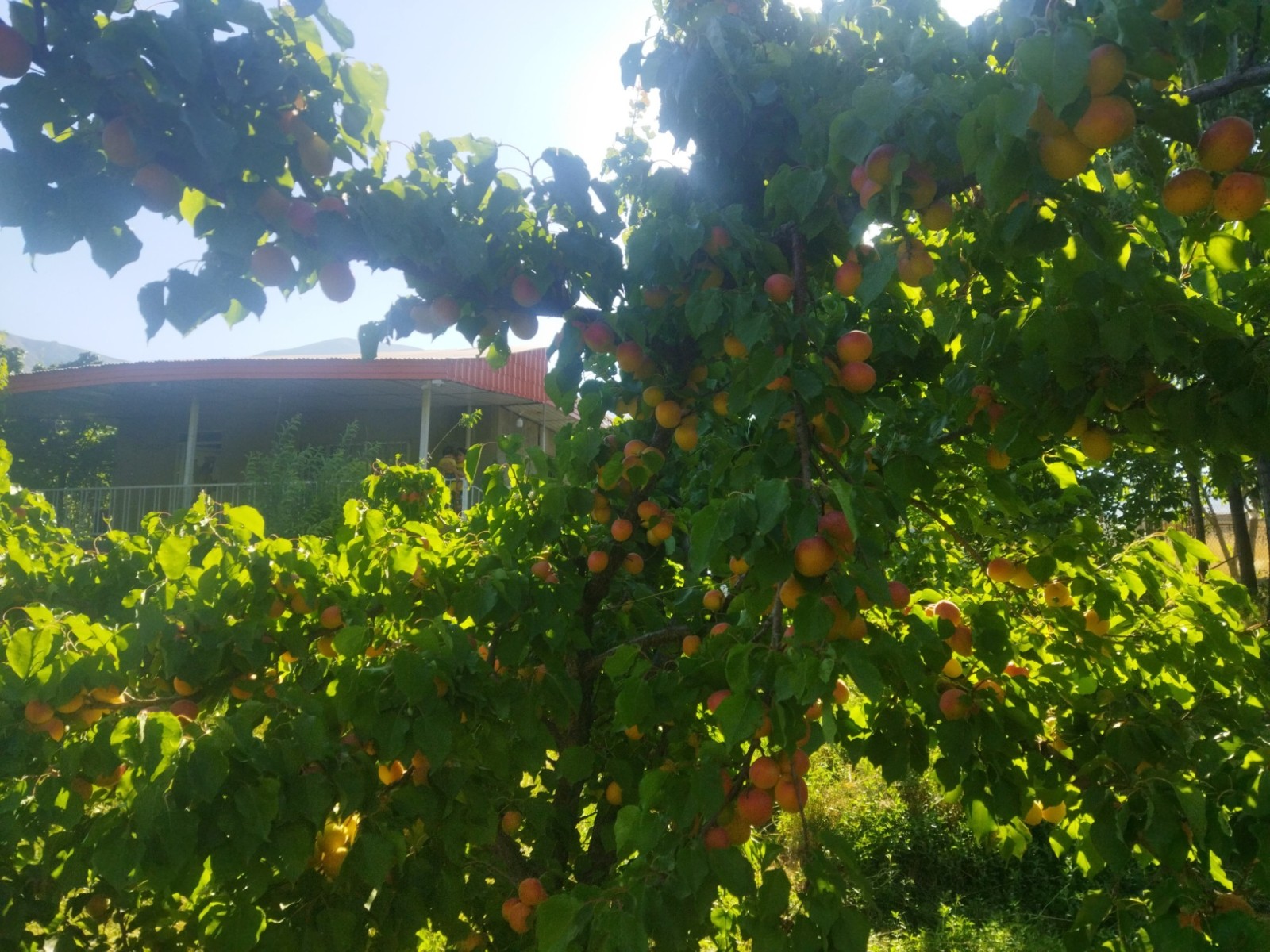 نمای بیرونی ساختمان وباغ