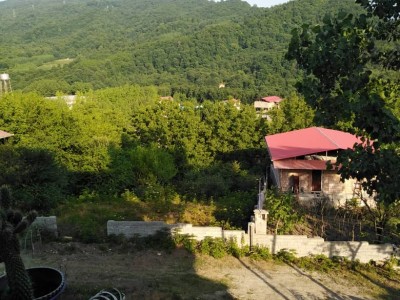 جنگلی اَفرا (لفور)