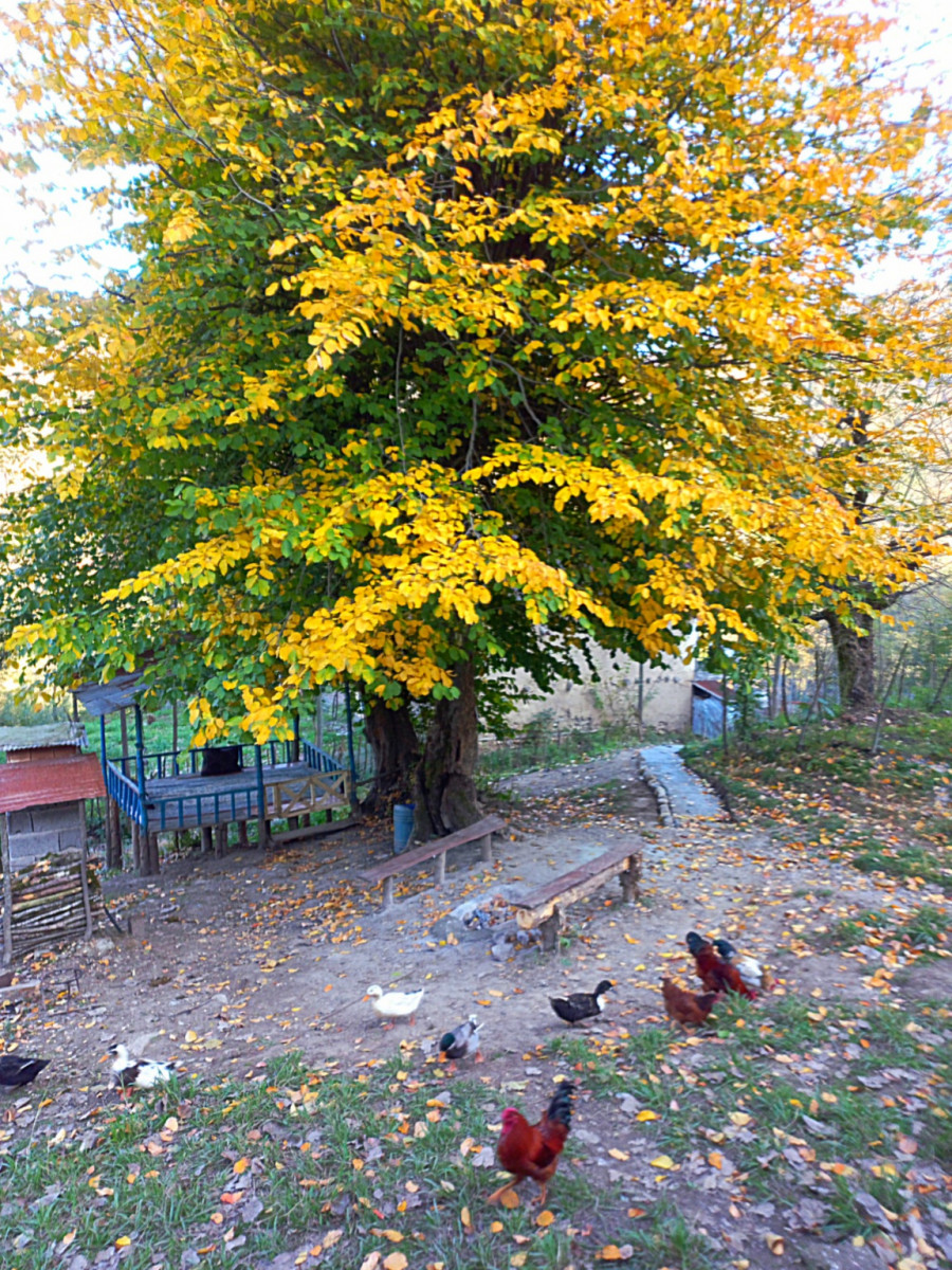 حیاط اقامتگاه