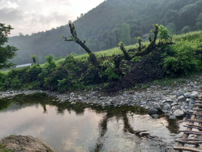 ویلا جنگلی دوخوابه گیل آوا در دل طبیعت سرسبز وبکر