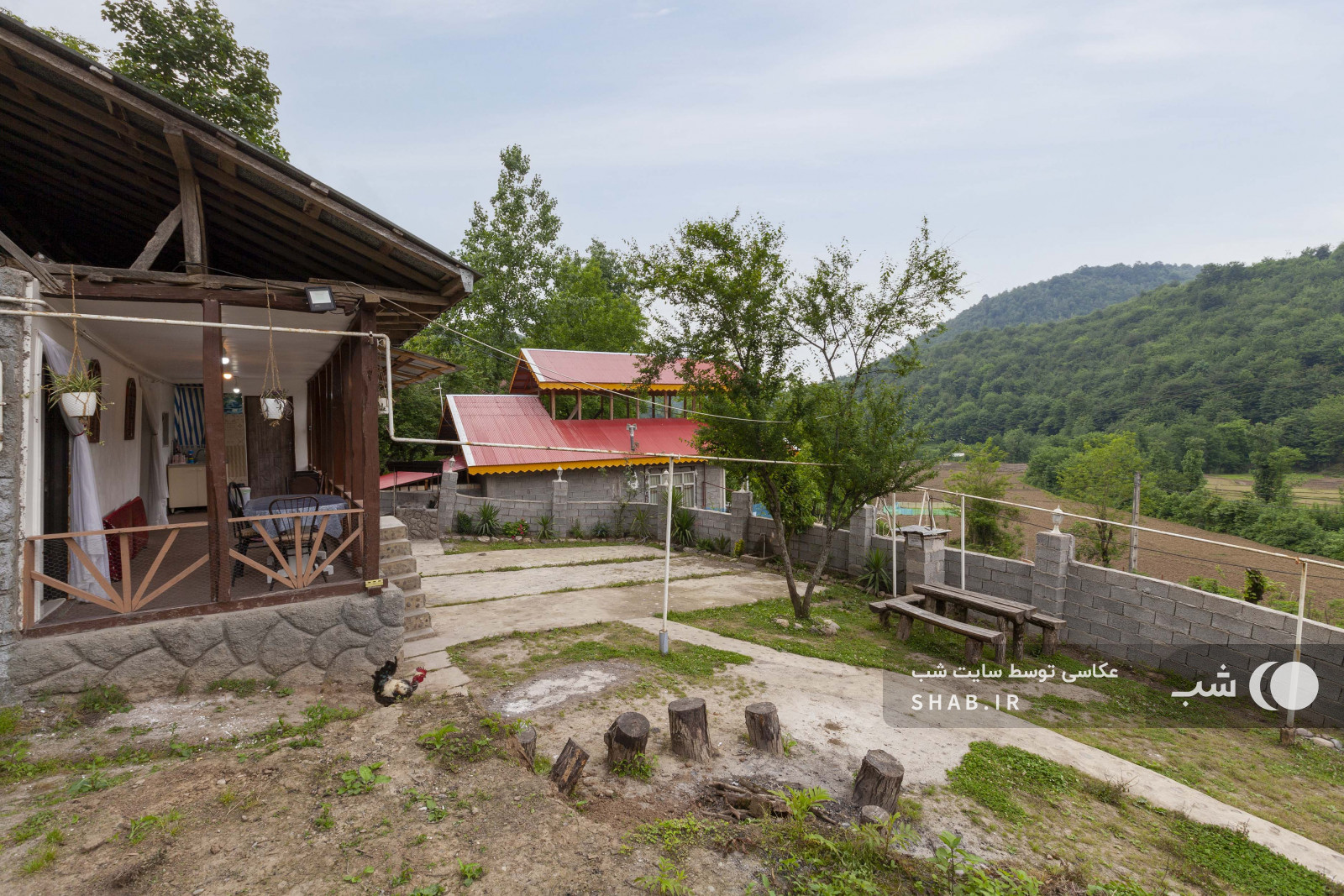 ویوی شالیزار و جنگلهای هیرکانی ویوی شالیزار و جنگلهای هیرکانی