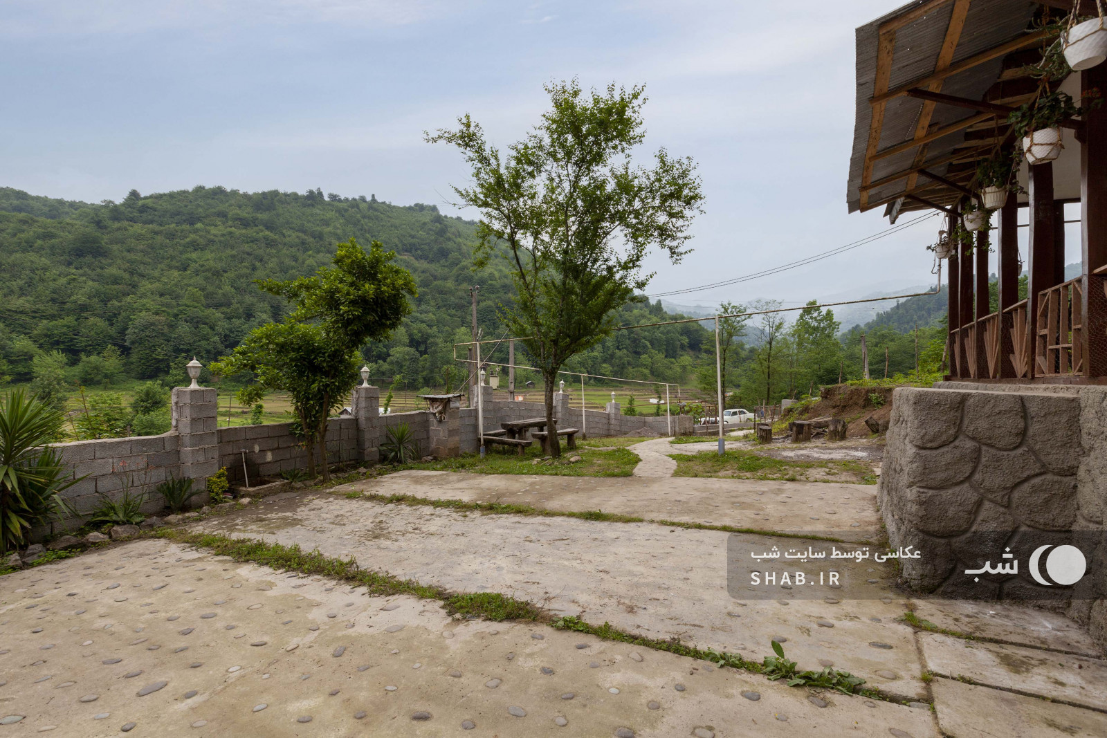 ویوی شالیزار و جنگلهای هیرکانی ویوی شالیزار و جنگلهای هیرکانی