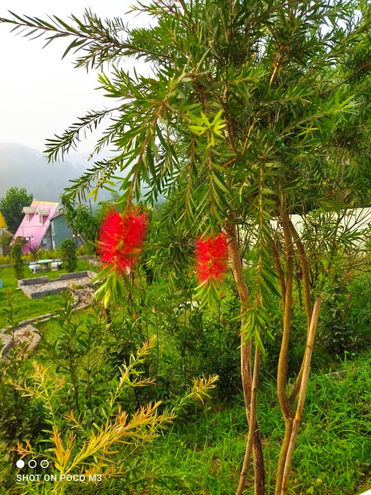 محوطه محوطه