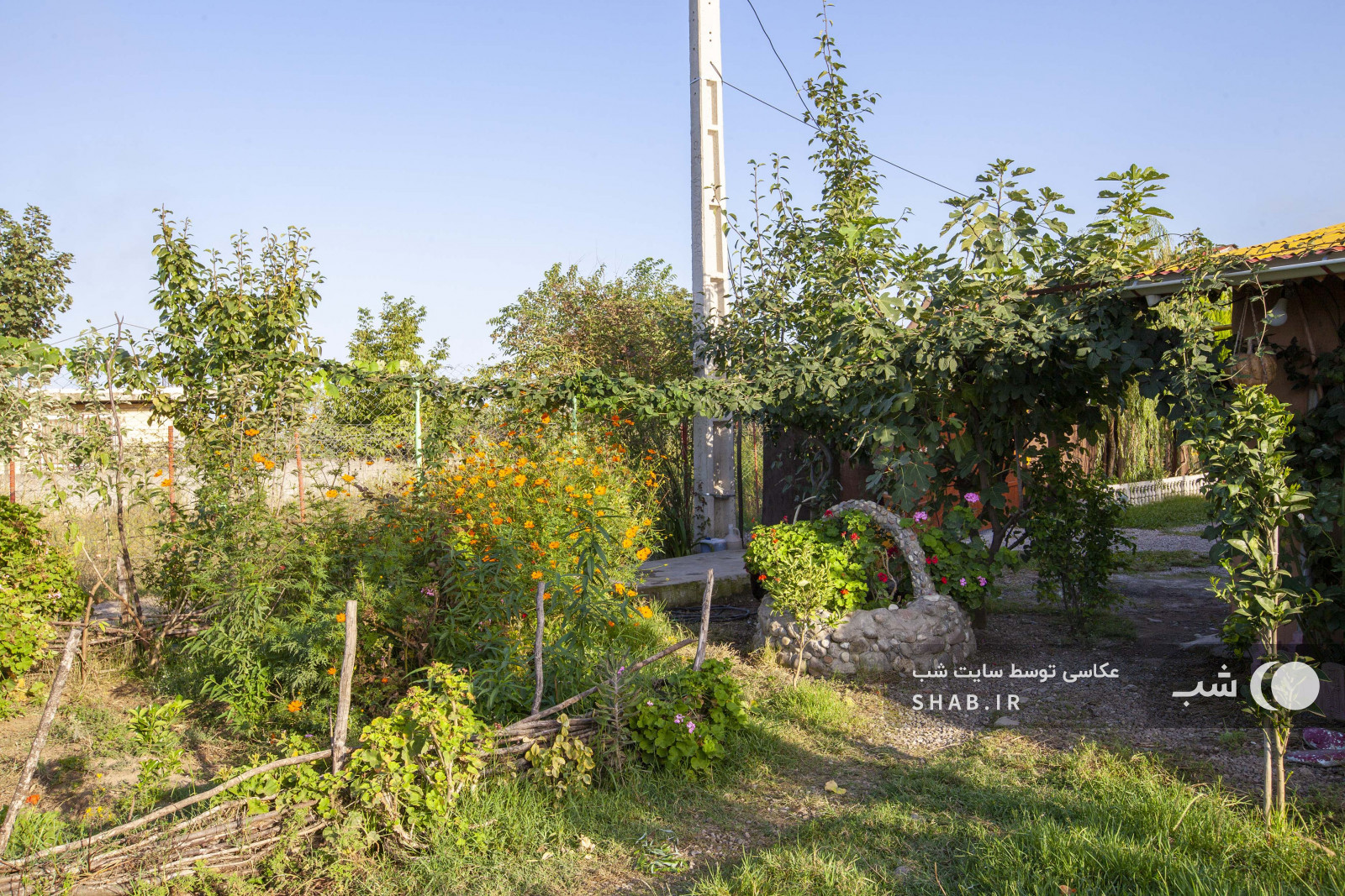 حیاط