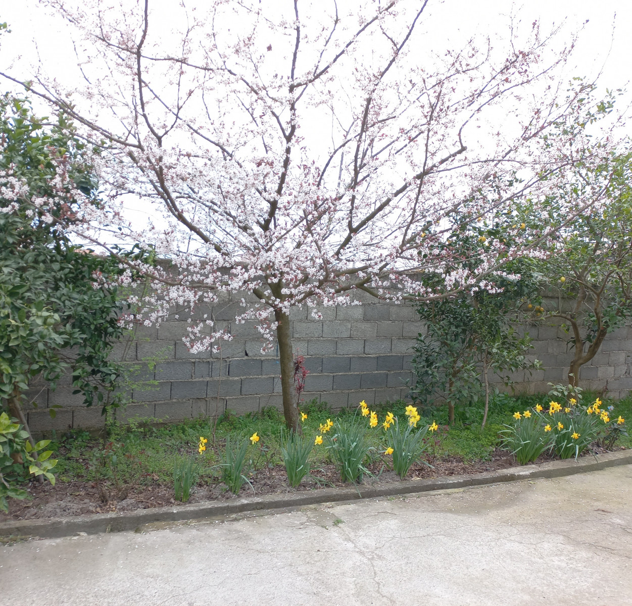 ورودی حیاط ورودی حیاط