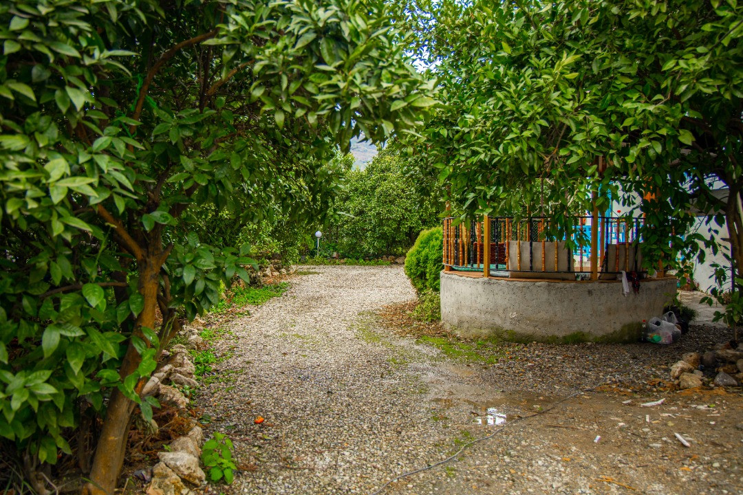حیاط
