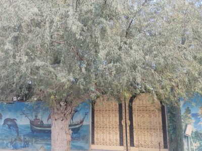 اقامتگاه بومگردی "علیشاهی" اتاق 6 (20 متری)