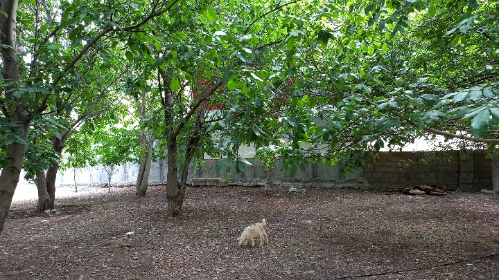 باغ نزدیک اقامتگاه