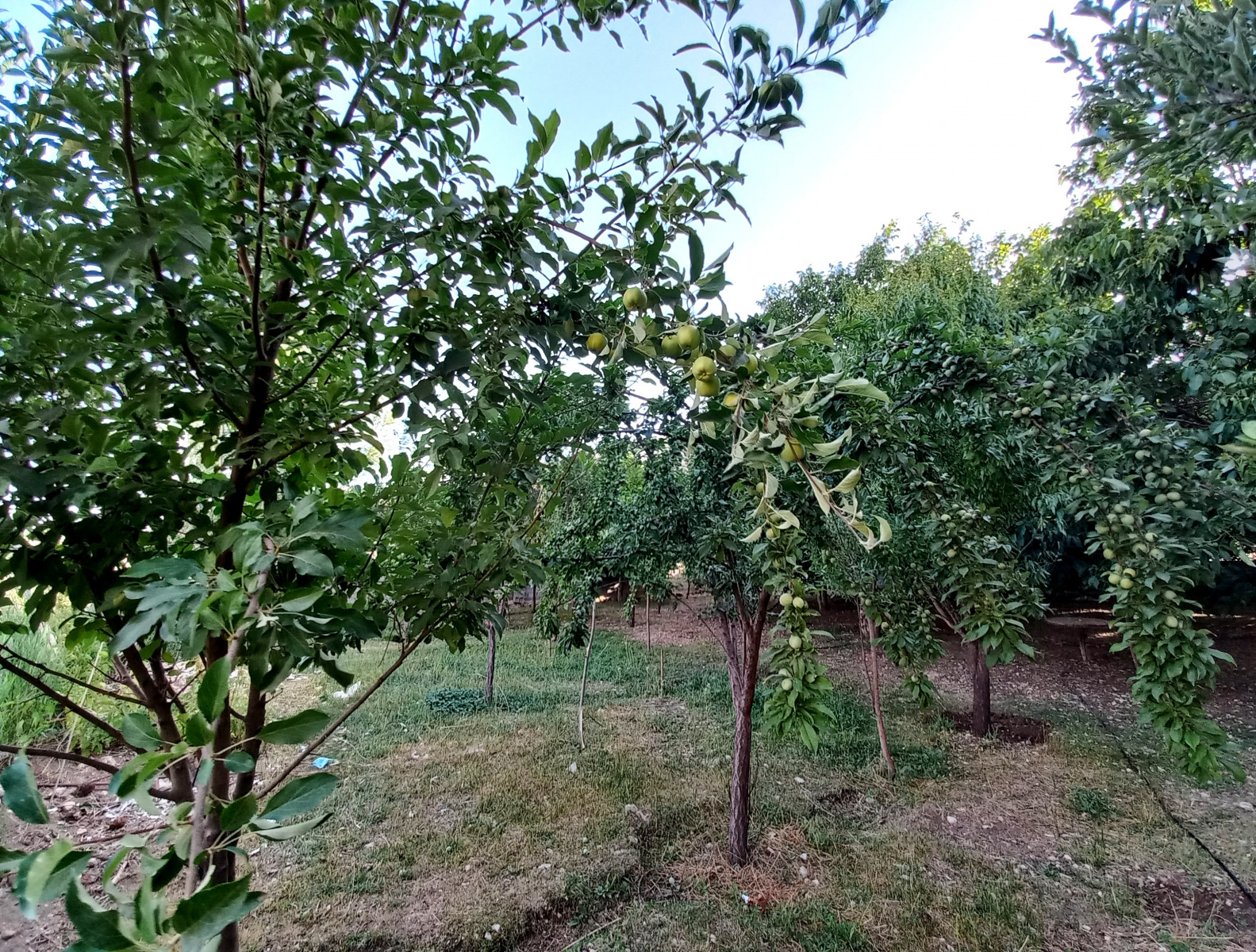 باغ نزدیک اقامتگاه