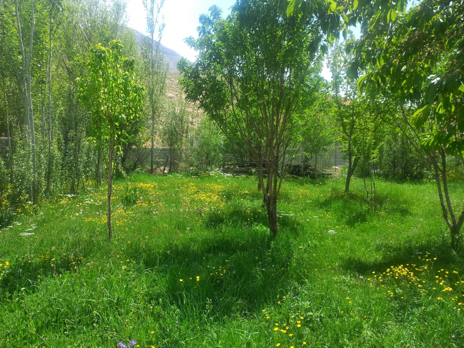 باغ نزدیک اقامتگاه