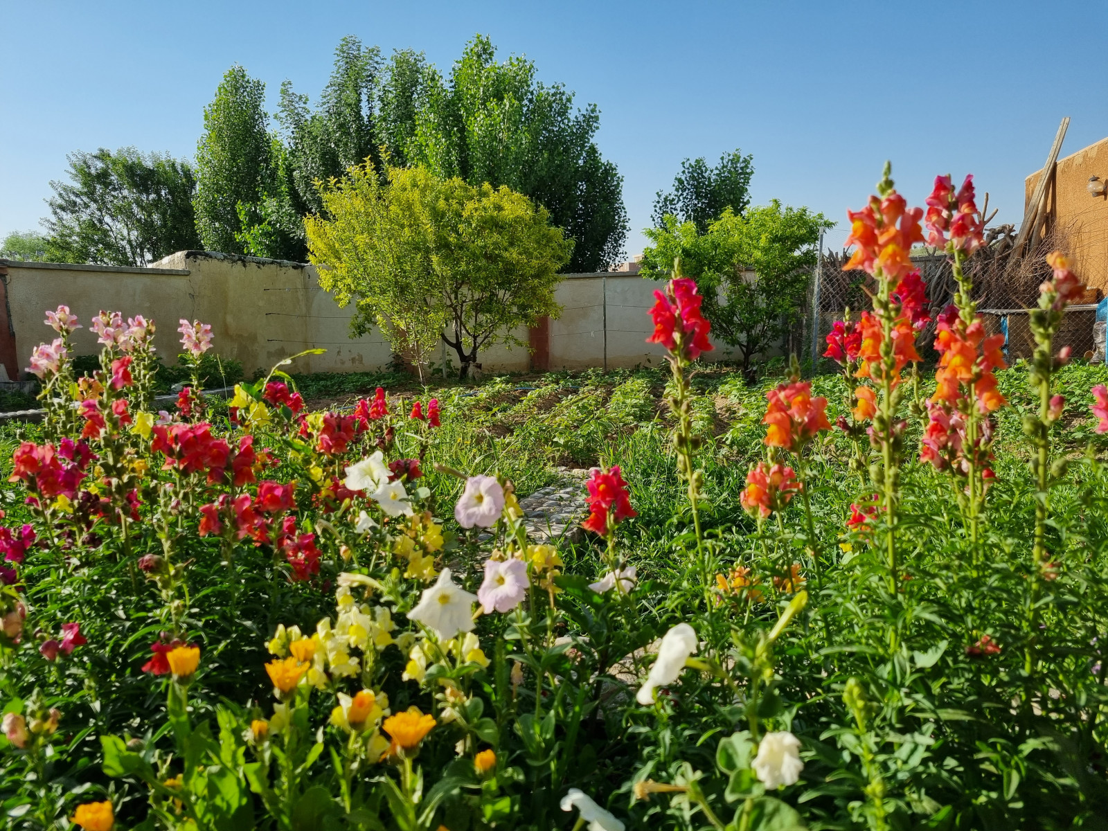 نمای حیاط
