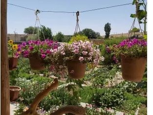 نمای حیاط