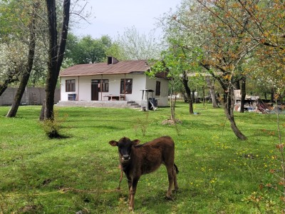 خانه روستایی طبیعت(۲) دوخوابه
