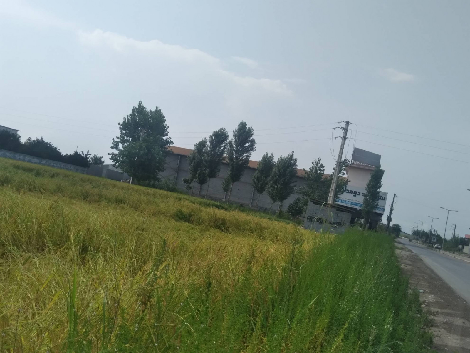 شالیزار در دو طرف جاده