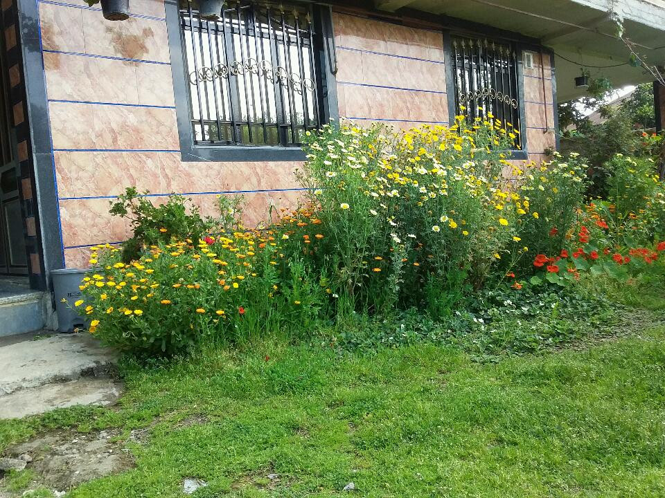 نما بیرونی