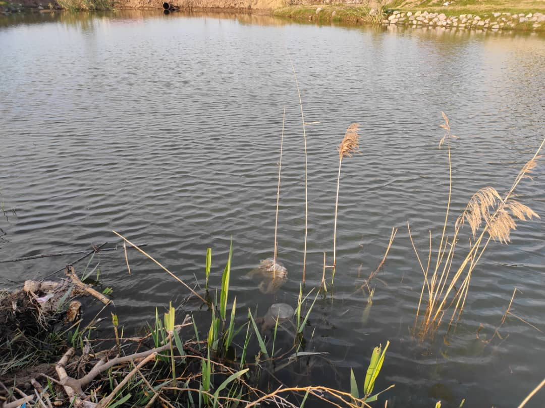 محوطه