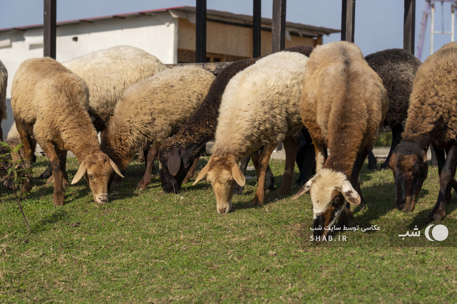 محوطه اطراف اقامتگاه محوطه اطراف اقامتگاه