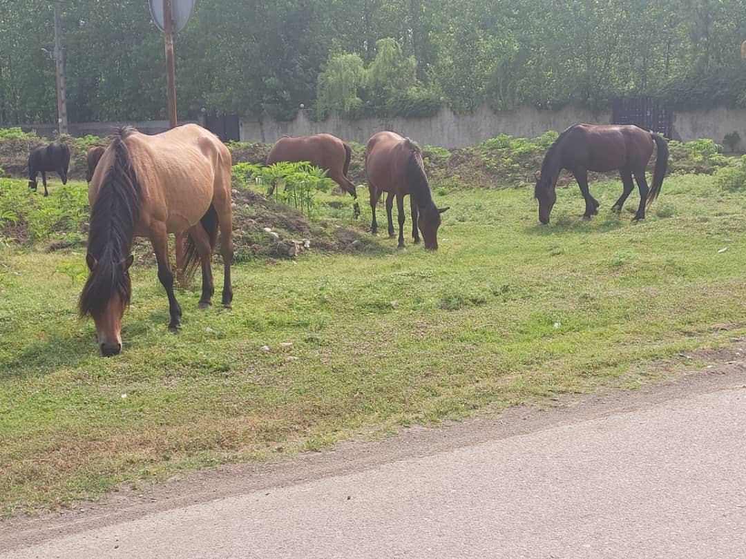 منظره روبروی ویلا