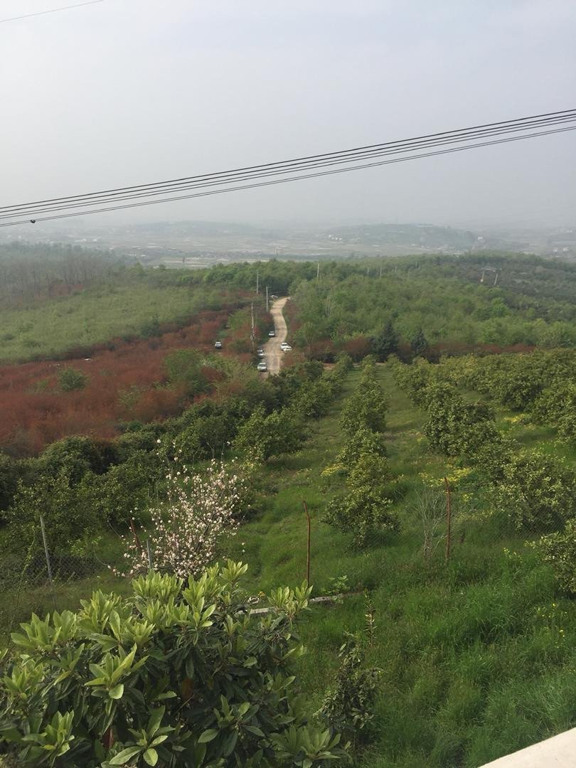 محوطه باغ محوطه باغ