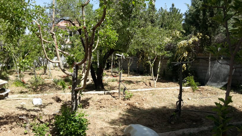 حیاط